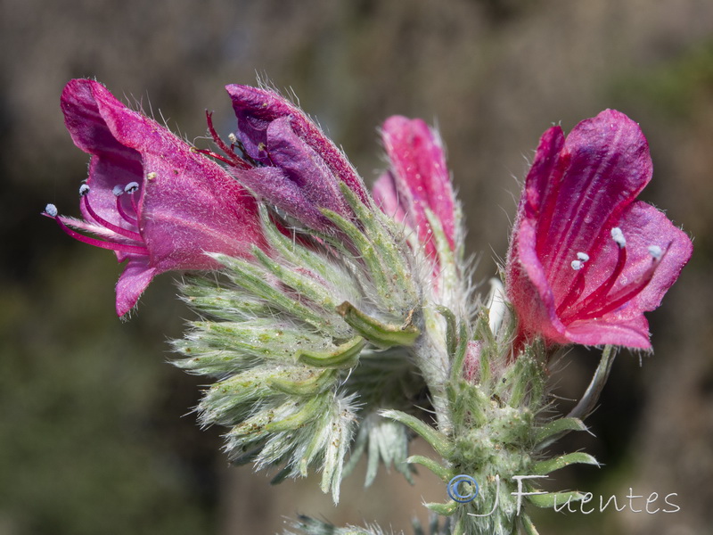 Echium albicans fruticescens.07