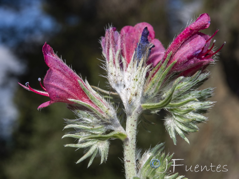 Echium albicans fruticescens.29