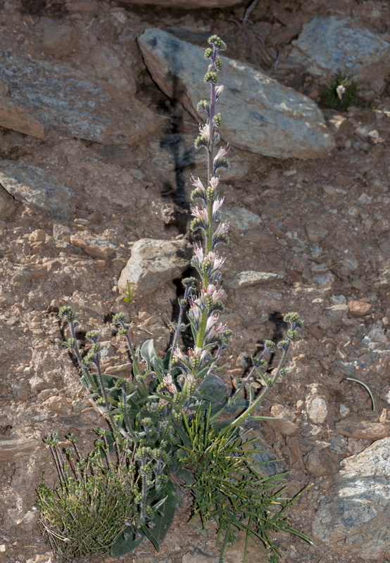 Echium asperrimum.01