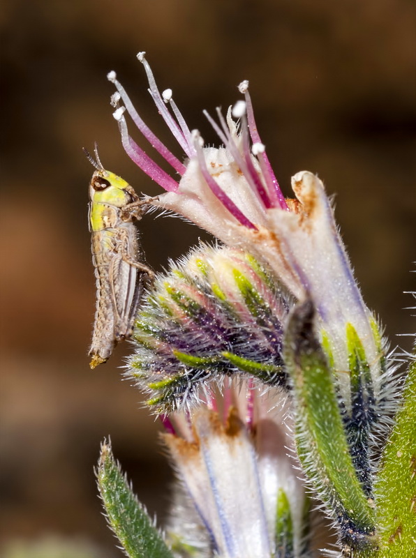 Echium asperrimum.10