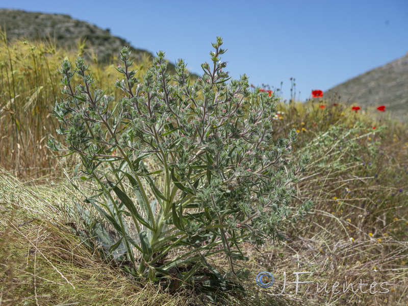 Echium asperrimum.15