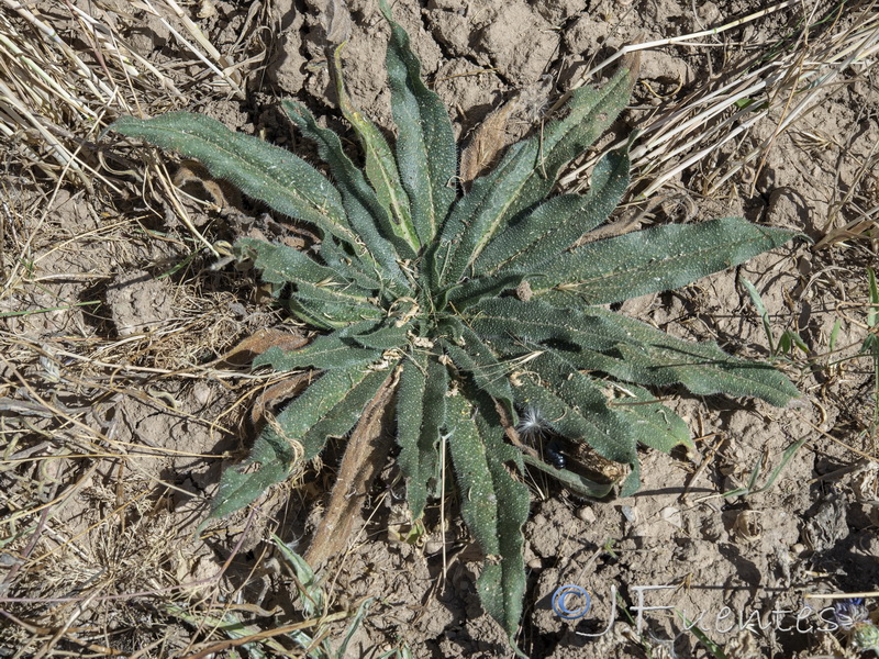 Echium asperrimum.16