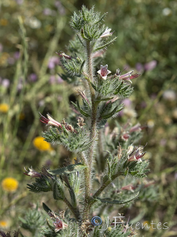 Echium asperrimum.18