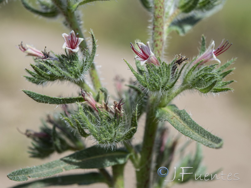 Echium asperrimum.19