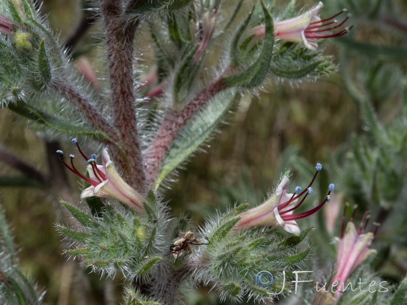 Echium asperrimum.20