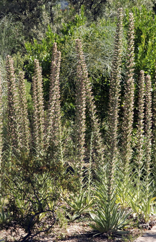 Echium boissieri.02