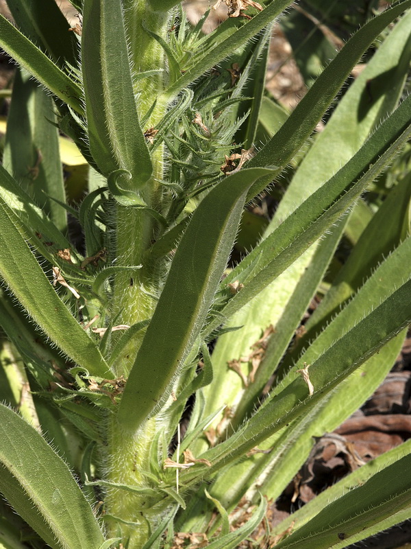 Echium boissieri.07
