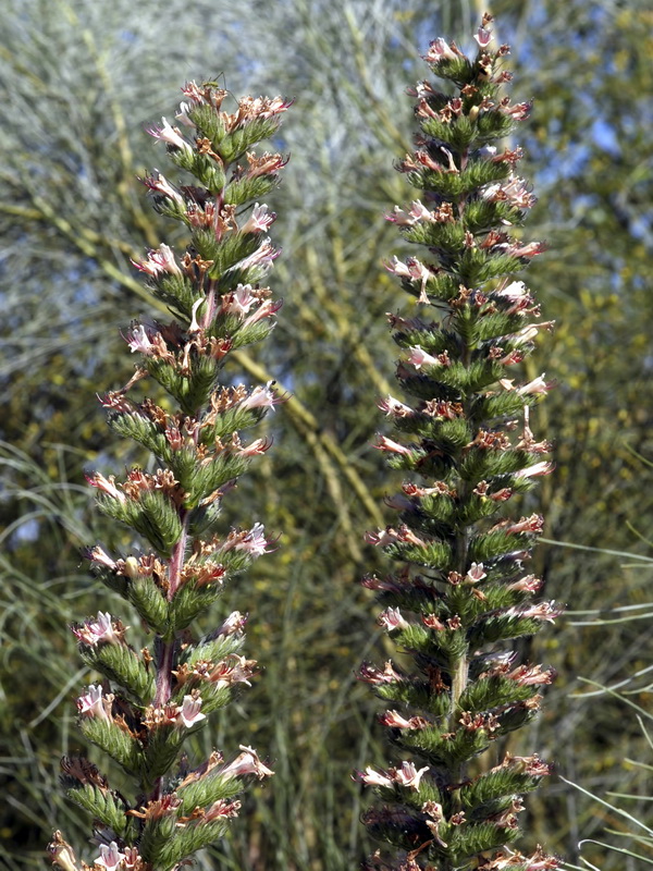 Echium boissieri.08