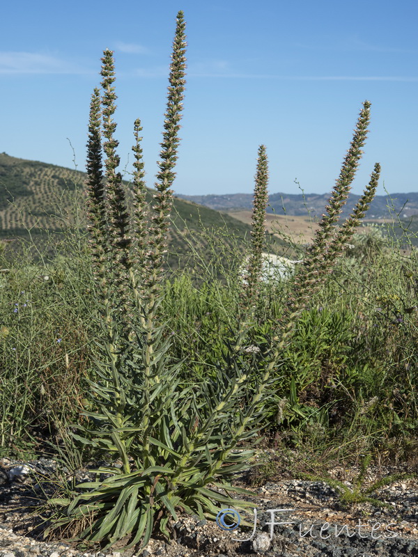 Echium boissieri.21