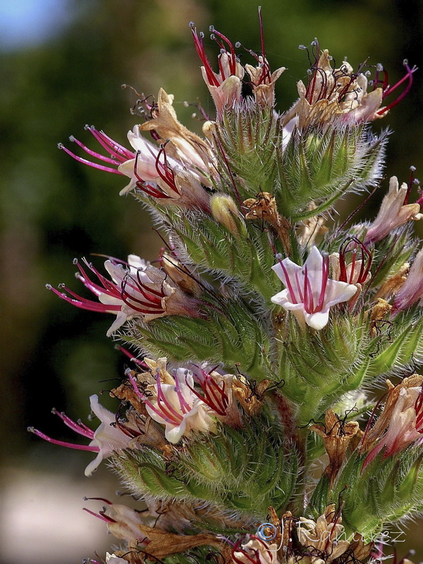 Echium boissieri.24