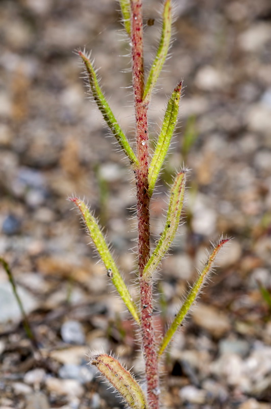 Echium creticum granatense.09