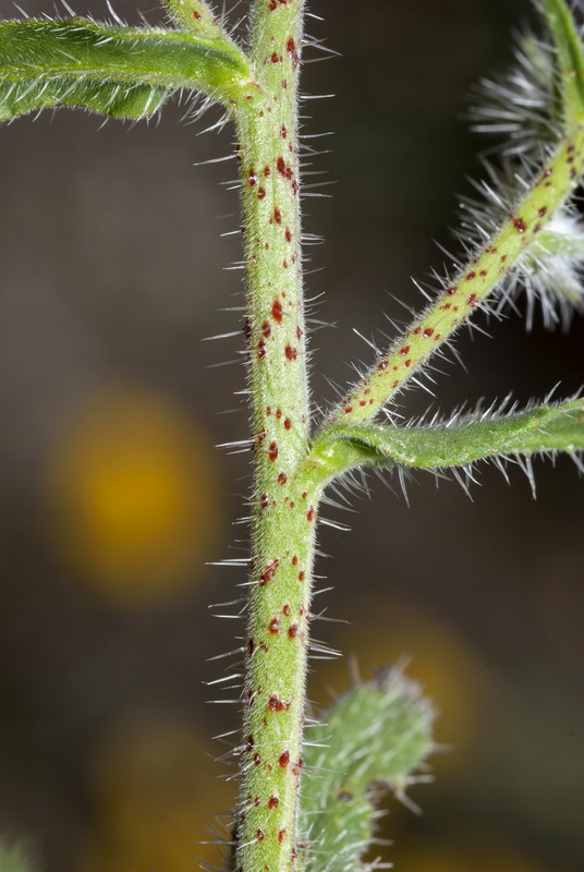 Echium creticum granatense.13