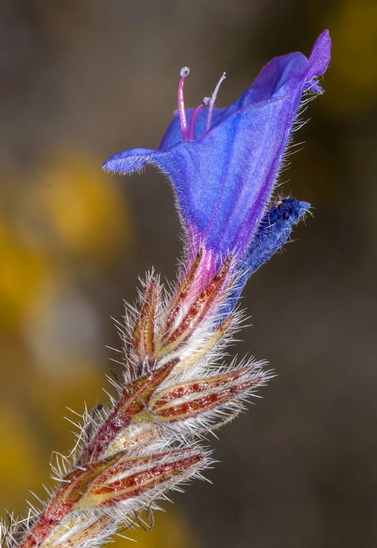 Echium creticum granatense.31