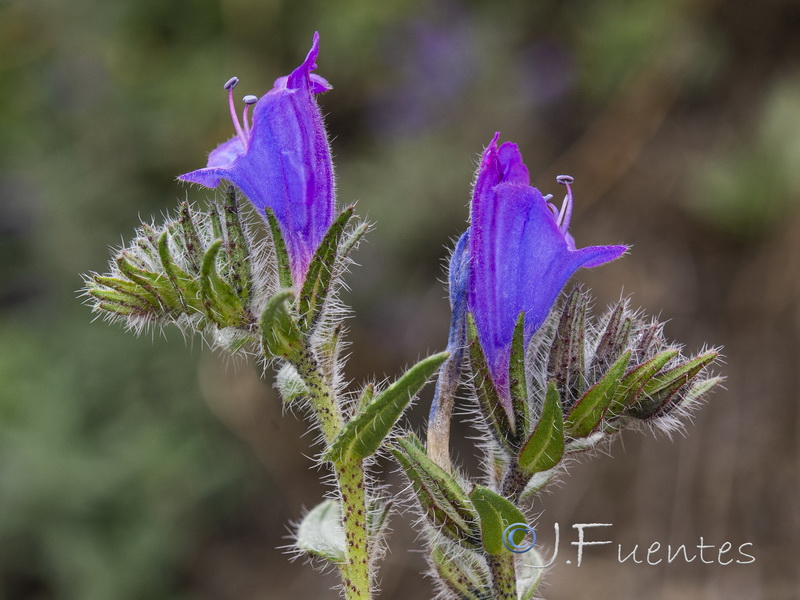 Echium creticum granatense.43