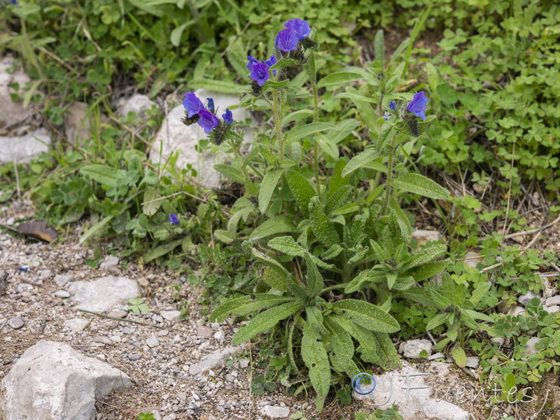 Echium creticum granatense.02