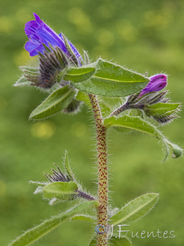 Echium creticum granatense.16