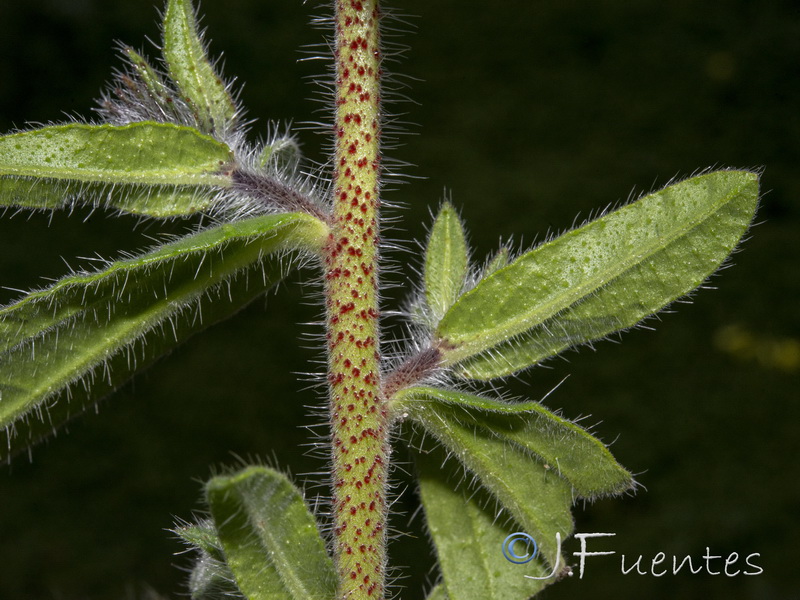 Echium creticum granatense.48
