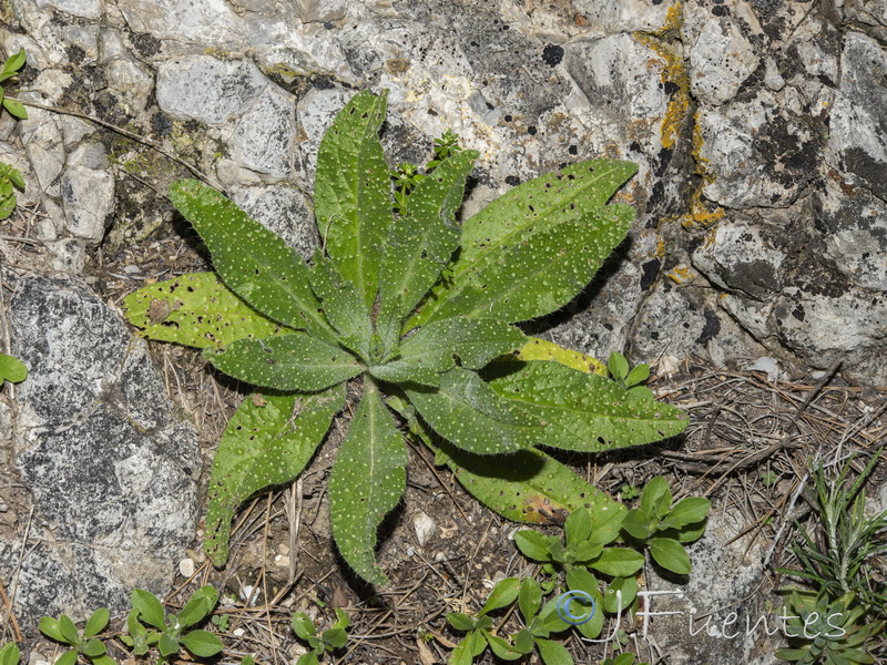 Echium creticum granatense.49