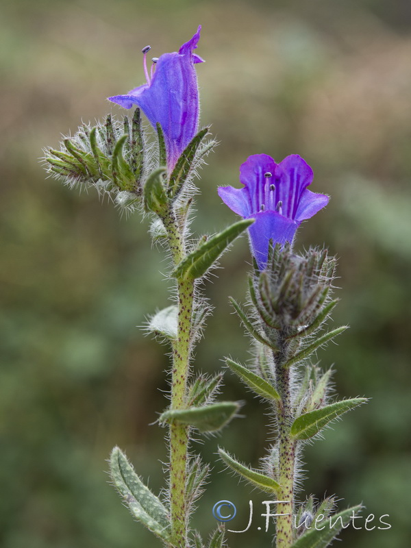 Echium creticum granatense.52