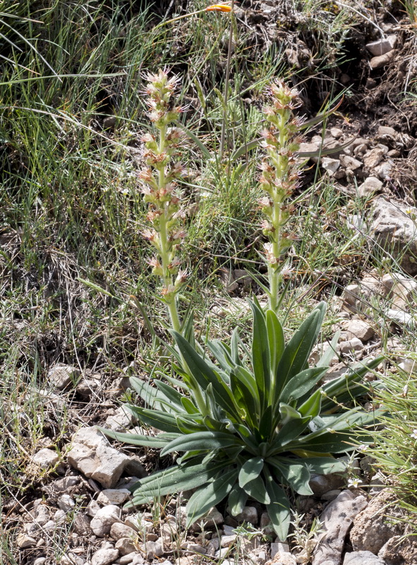 Echium flavum saetabense.01