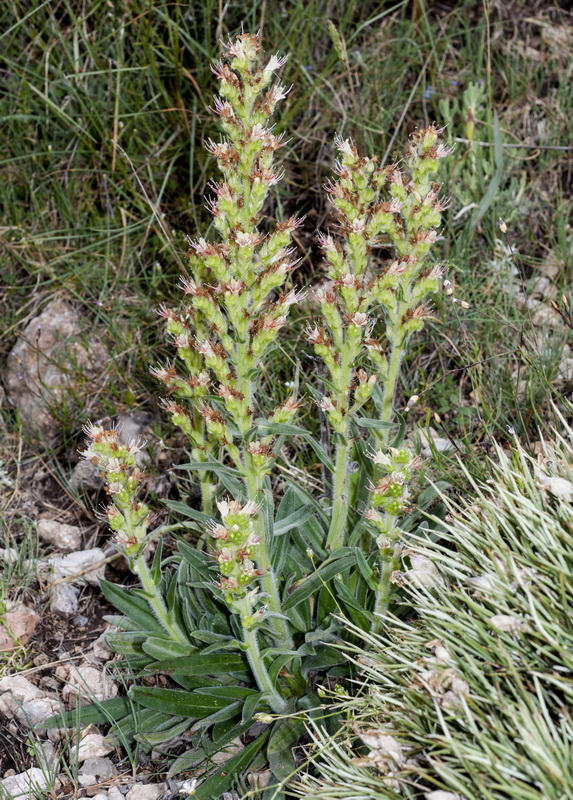 Echium flavum saetabense.02