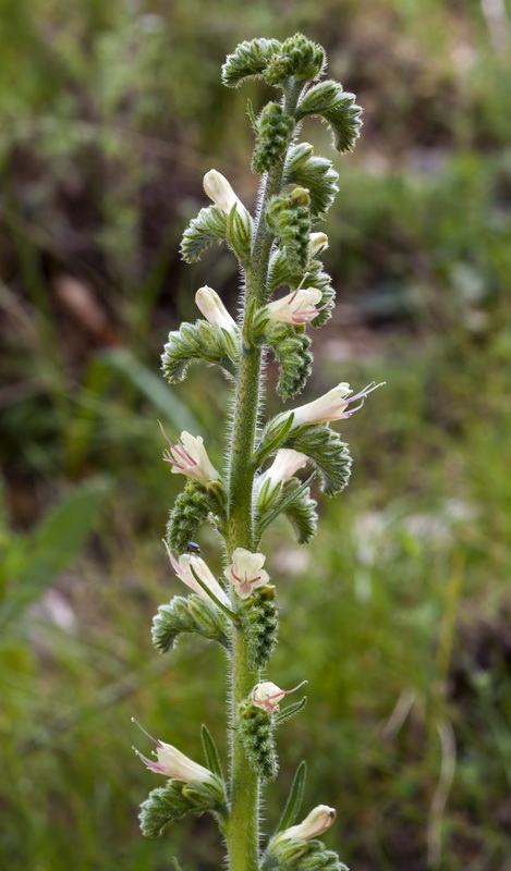 Echium flavum saetabense.06