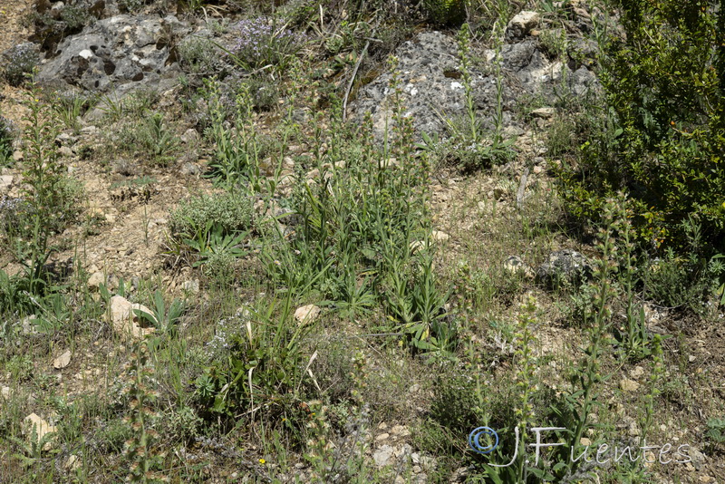 Echium flavum saetabense.17