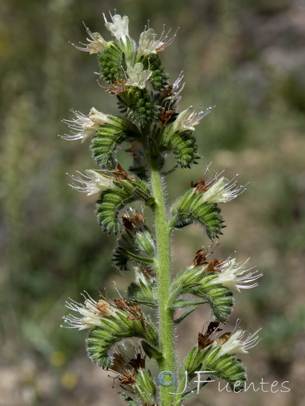 Echium flavum saetabense.20