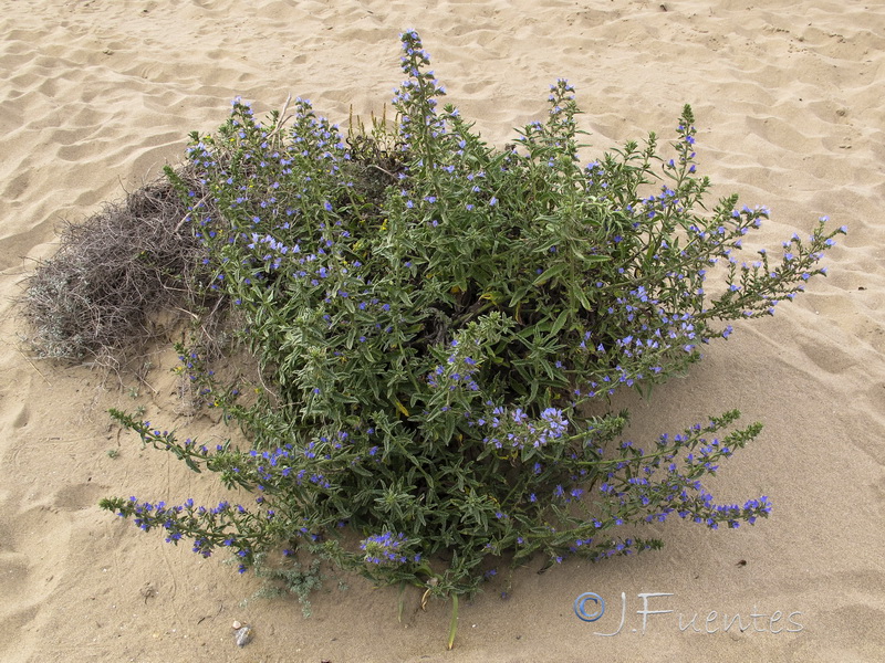 Echium gaditanum.01