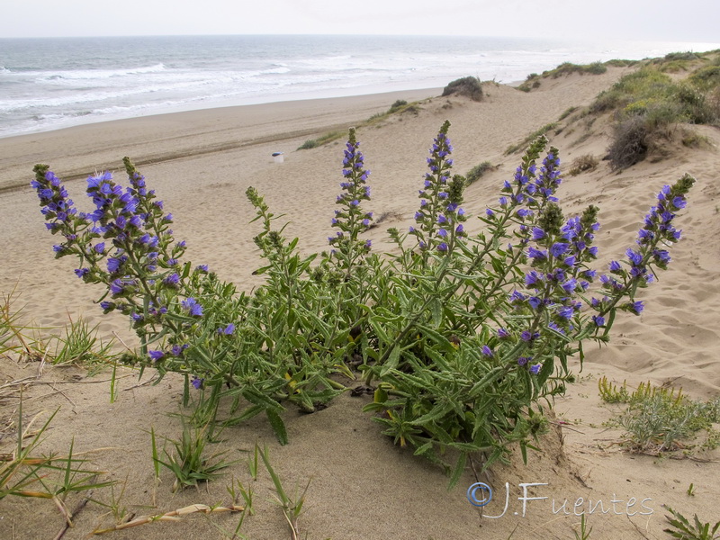 Echium gaditanum.02