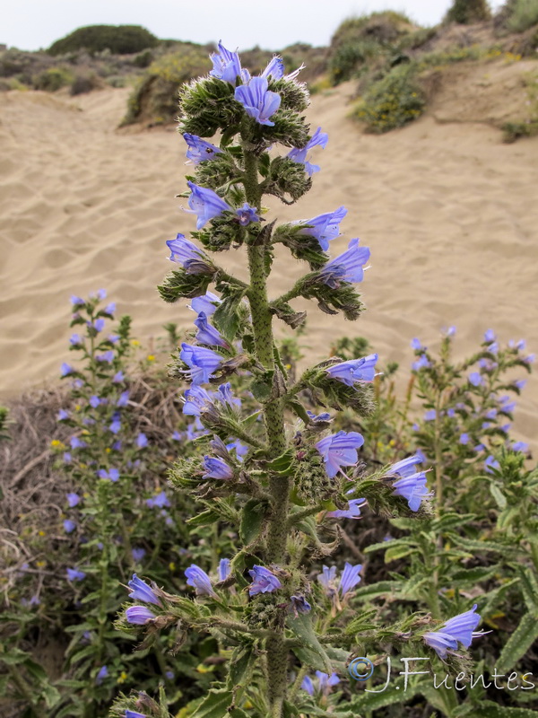 Echium gaditanum.03