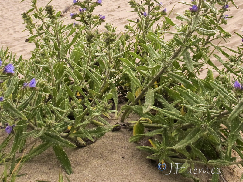 Echium gaditanum.04