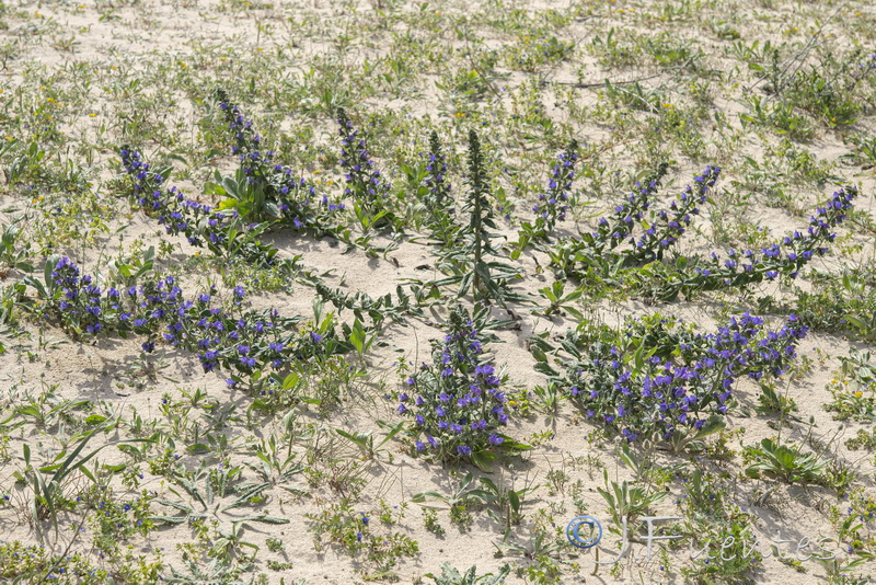 Echium gaditanum.05