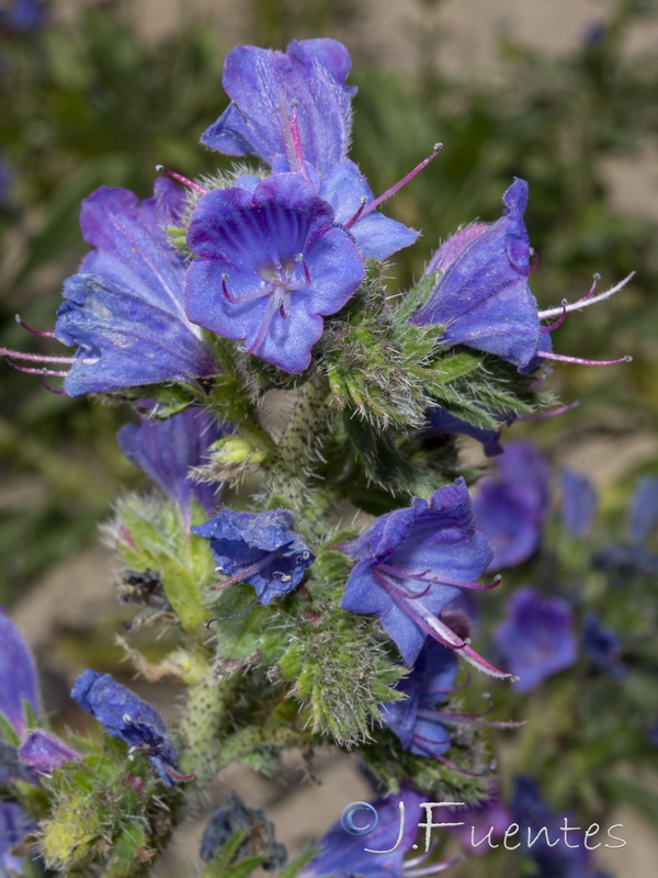 Echium gaditanum.09