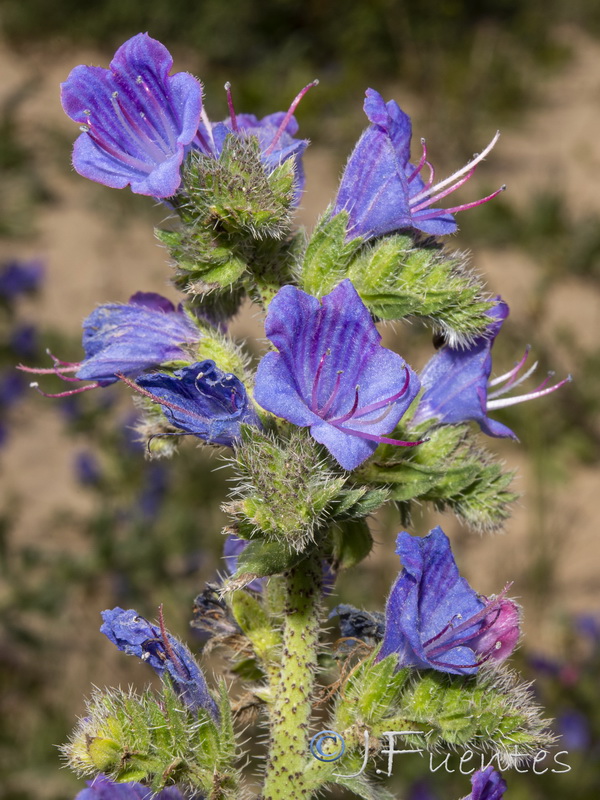 Echium gaditanum.11