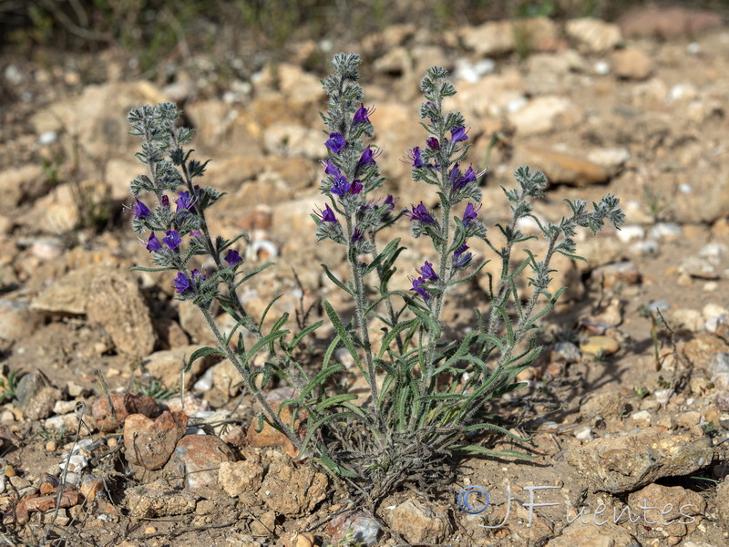 Echium humile pycnanthum.32