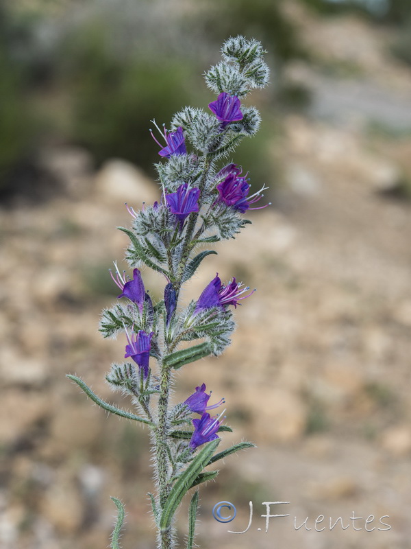 Echium humile pycnanthum.33