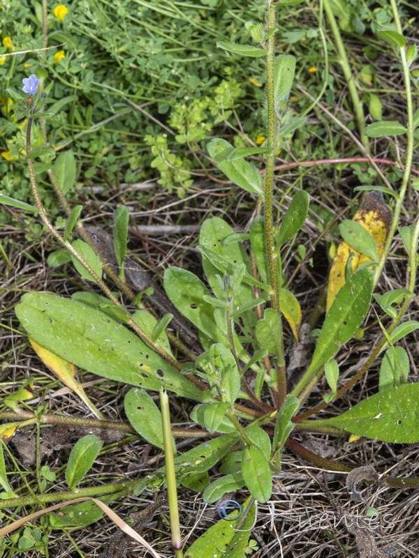 Echium parviflorum.01