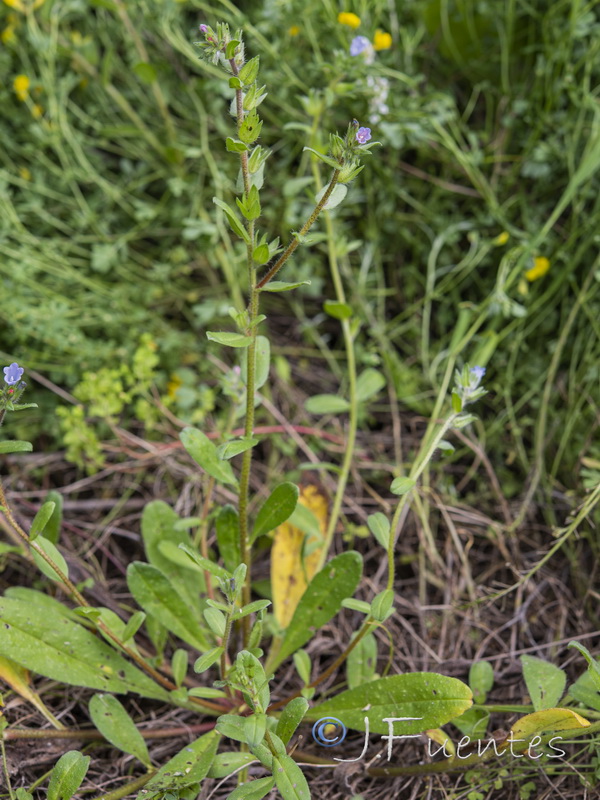 Echium parviflorum.02