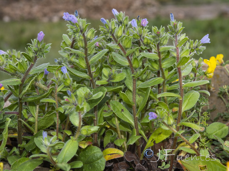 Echium parviflorum.03