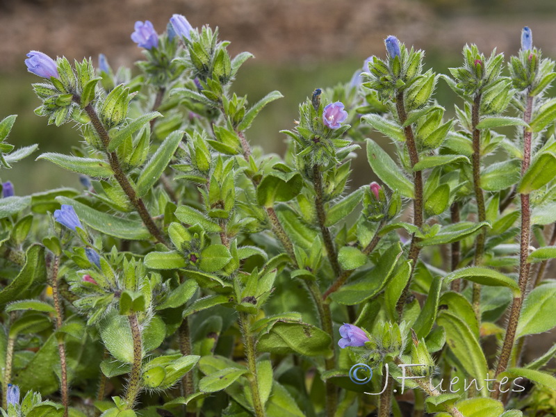 Echium parviflorum.04