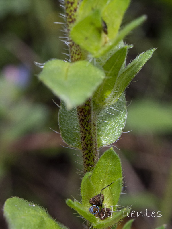 Echium parviflorum.05