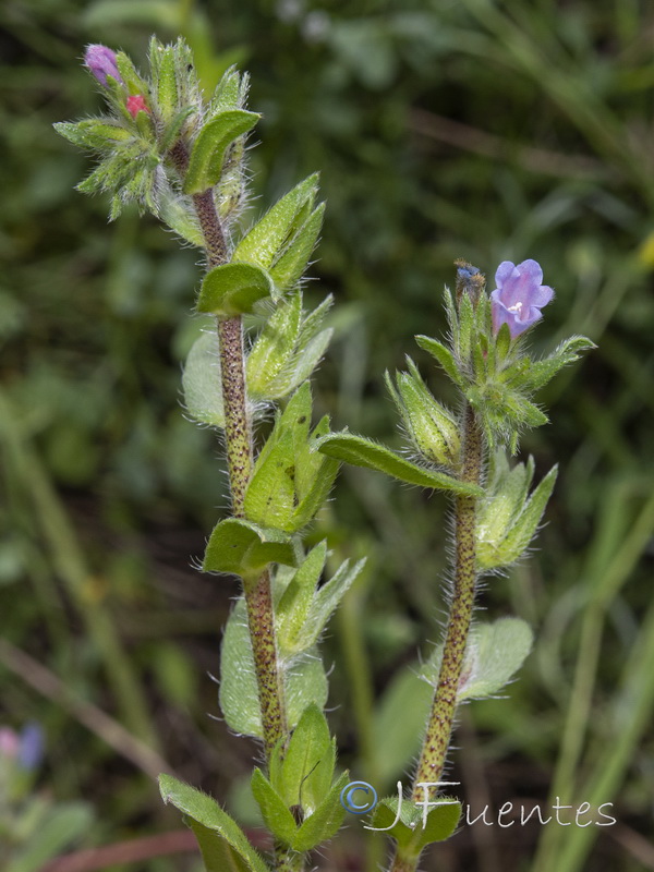 Echium parviflorum.06