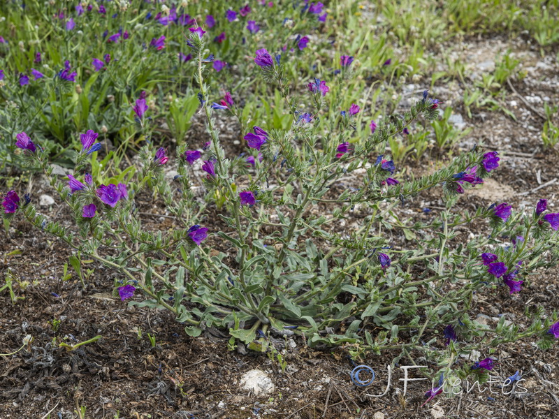 Echium plantagineum.01