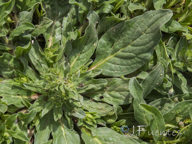 Echium plantagineum.03