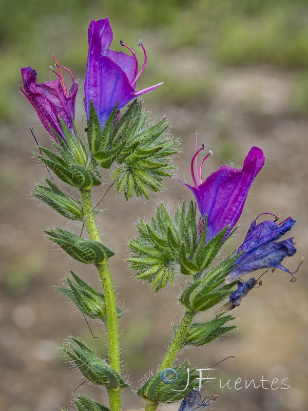 Echium plantagineum.05