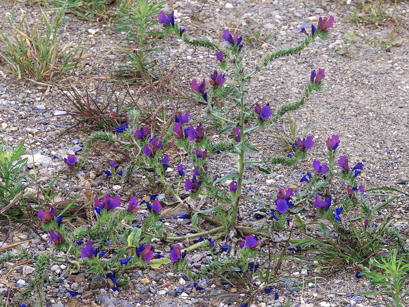 Echium plantagineum.06