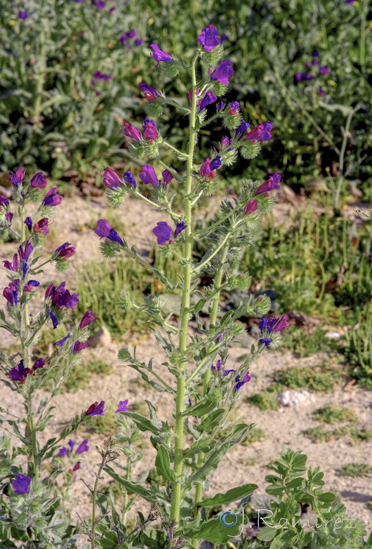 Echium plantagineum.07