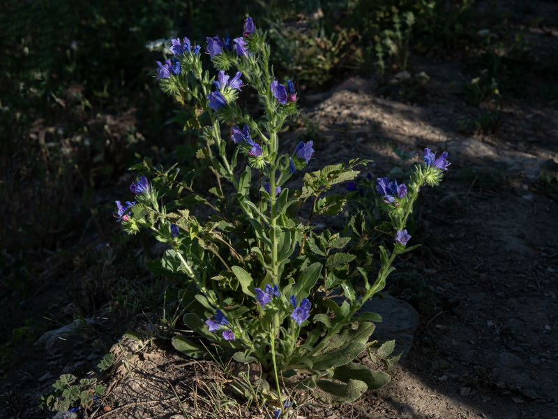 Echium plantagineum 2.00