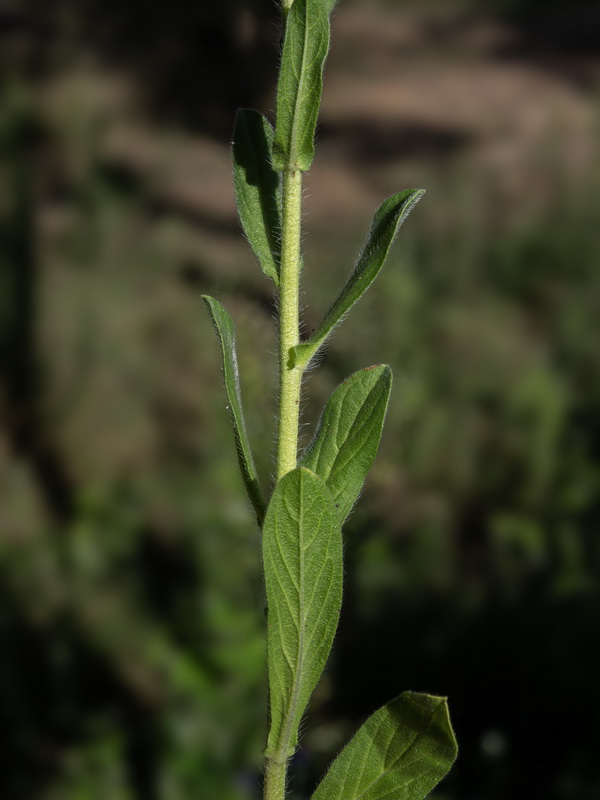 Echium plantagineum 2.04